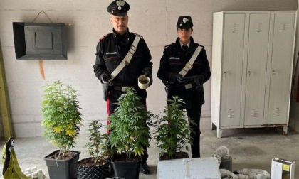 Ha trasformato l'antibagno in una serra per coltivare marjuana: denunciato dai carabinieri