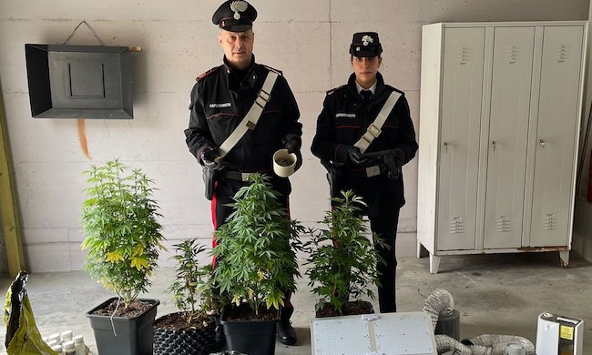 Ha trasformato l’antibagno in una serra per coltivare marjuana: denunciato dai carabinieri