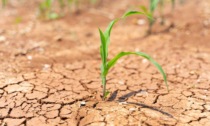 Allarme siccità in Emilia-Romagna, la Regione chiede lo stato di emergenza nazionale