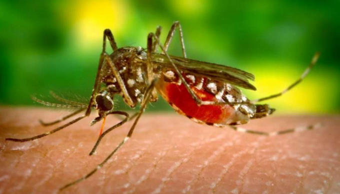 Rilevato anche nella provincia di Reggio Emilia il primo caso di West Nile Disease