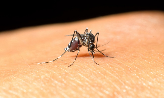 Rilevato in Emilia Romagna il primo caso di West Nile