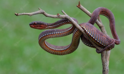 Giardiniere morso da un serpente velenoso nascosto in una siepe: ricoverato in serie condizioni