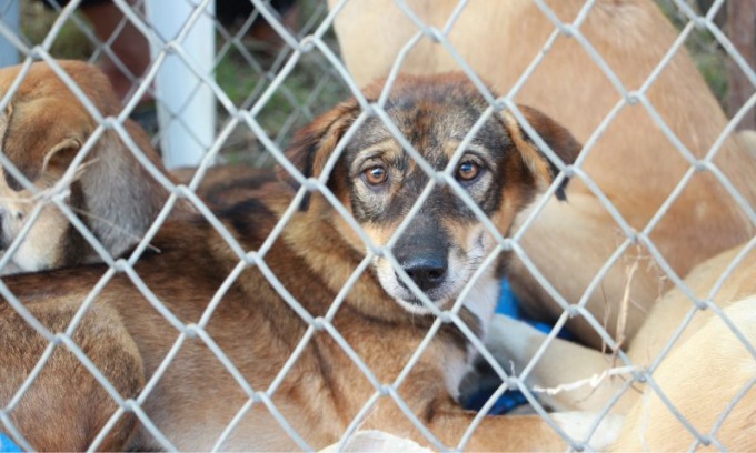 Aumentano gli animali domestici con problemi comportamentali: a Reggio Emilia investiti 360mila euro per migliorare il canile