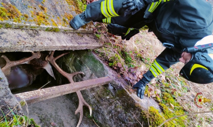 Villa Minozzo, cervo resta incastrato in un canale di scarico