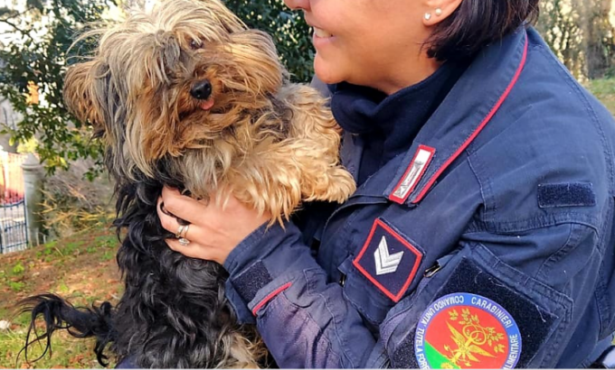 Vendita di cuccioli nel reggiano: sequestrati oltre 50 cani con l’operazione Hello Spank