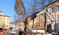 A Reggio Emilia si piantano alberi: interventi in piazza Fontanesi, via Che Guevara e tre parchi