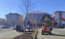 Riqualificazione verde a Reggio Emilia, piantate 95 piante nuove