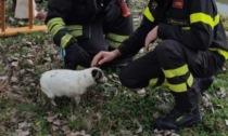 I Vigili del Fuoco salvano un cucciolo caduto nel Tresinaro