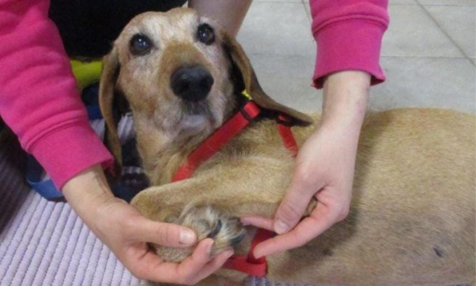 Cagnolina paralizzata inizia la fisioterapia grazie alla raccolta fondi Enpa