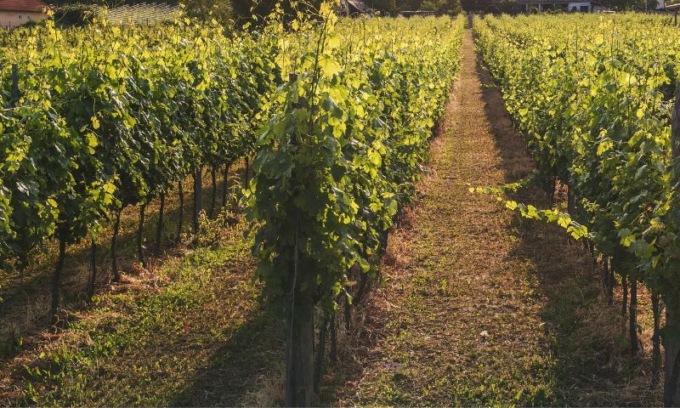 Agricoltura in crisi a causa delle temperature troppo basse: l’allarme della Regione