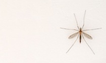 Piano arbovirosi 2023: la lotta alle zanzare della Regione