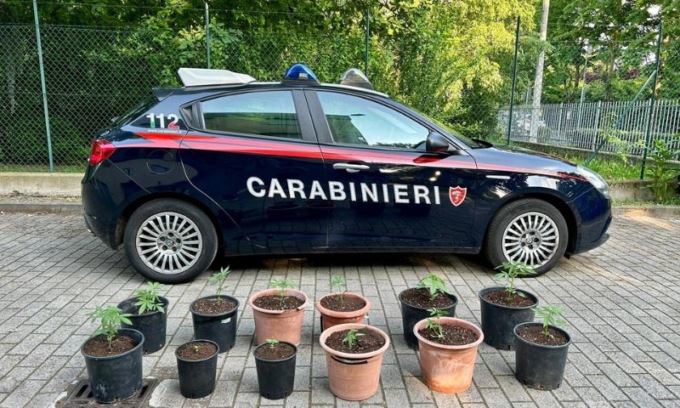 Coltivava marjuana nei vasi del cortile di casa: segnalato dai passanti