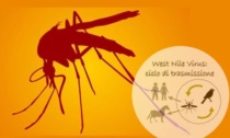 West Nile, la Regione comunica che non ci sono rischi per le donazioni di sangue