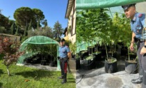 Coltivava marijuana in una serra creata in giardino