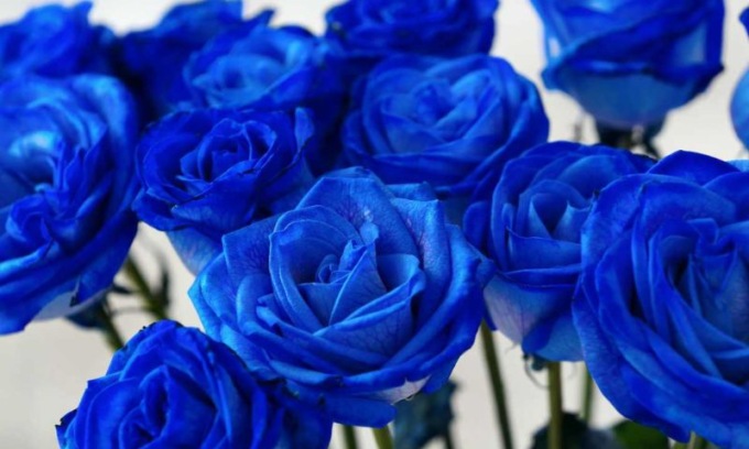 Restano i fiori il regalo più gradito per San Valentino
