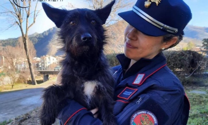 Scoperto allevamento abusivo di cani