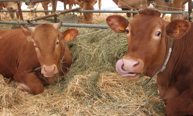 Reggio imprenditoriale piange Vasco Catellani