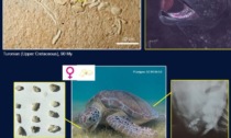 Scoperto il mistero perchè le tartarughe marine ingoiano pietre