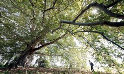 Mappati tutti gli alberi monumentali della nostra Provincia