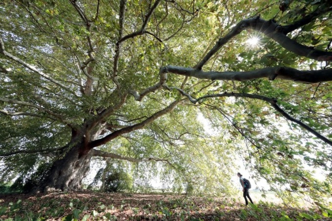 Mappati tutti gli alberi monumentali della nostra Provincia