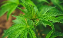 Espone sulla veranda di casa due piante di marijuana: denunciato dai carabinieri