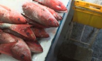 Reggio Emilia, sequestrati oltre 600 chili di pesce