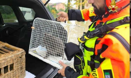 Si salvano cani, gatti e lepri dalla inondazione