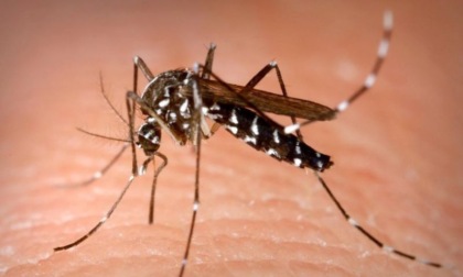 Registrato un caso di Dengue in città