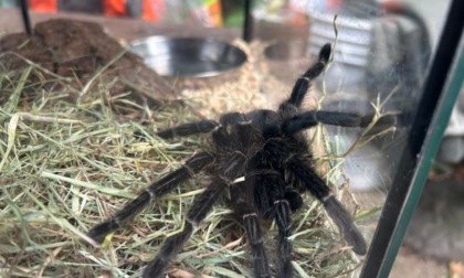 Consegnata al Pettirosso di Modena la tarantola trovata nel campus di S. Lazzaro