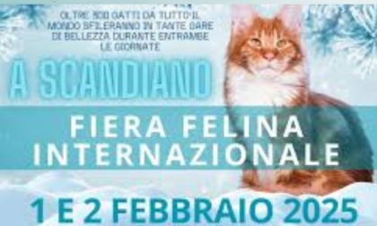 Fine settimana con esposizione internazionale felina