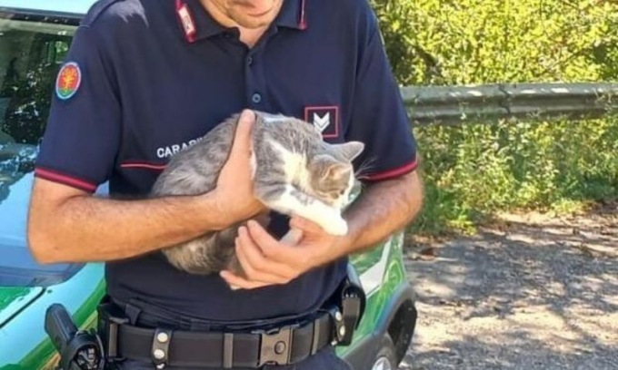 È caccia all’uomo che ha messo una tagliola di ferro in un parco pubblico ferendo gravemente un gatto