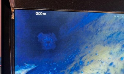 Gatto rimane incastrato in un tubo di scolo di acque piovane