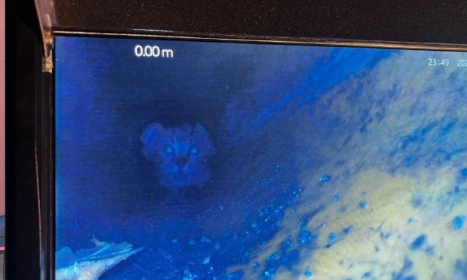 Gatto rimane incastrato in un tubo di scolo di acque piovane
