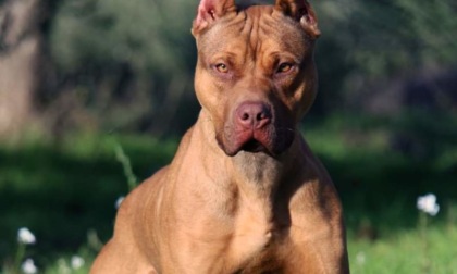Lascia il cane senza cibo e acqua: morto pitbull