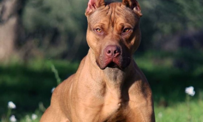 Lascia il cane senza cibo e acqua: morto pitbull
