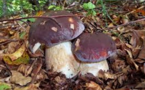 Funghi: i Centri di controllo in provincia aperti fino al 27 novembre