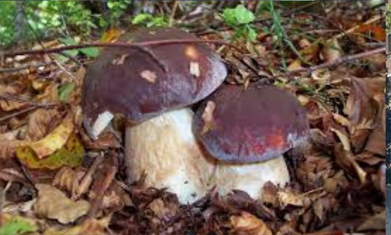 Funghi: i Centri di controllo in provincia aperti fino al 27 novembre