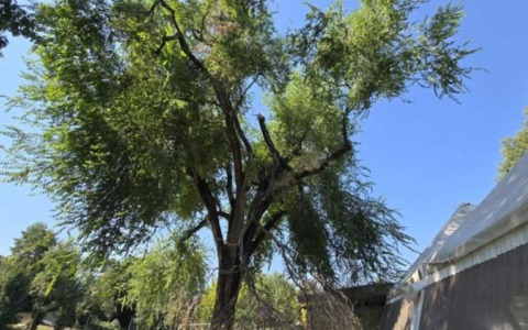 A cena per salvare un albero secolare