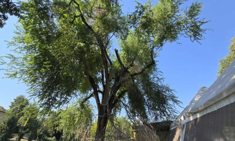 A cena per salvare un albero secolare