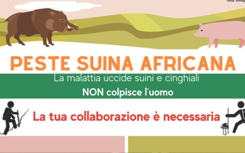 Scattano le misure di prevenzione per la peste suina: massima attenzione nelle escursioni in montagna