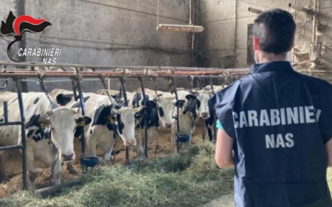Riscontrate diverse irregolarità nella gestione per l’allevamento di bovini