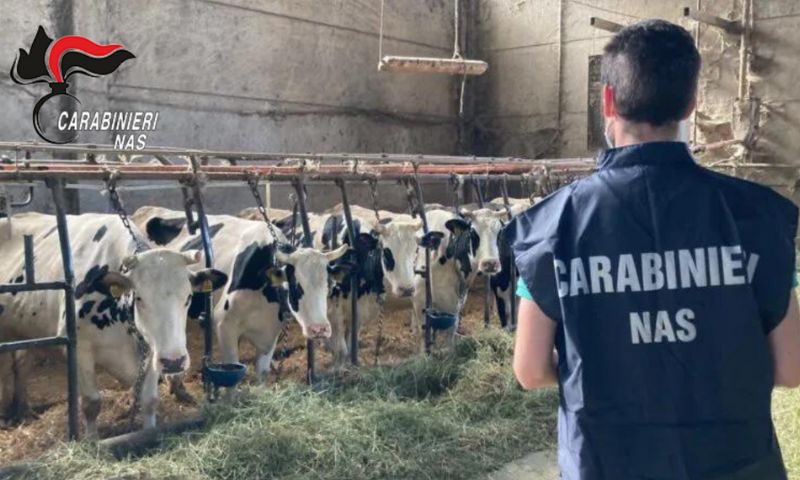 Riscontrate diverse irregolarità nella gestione per l’allevamento di bovini