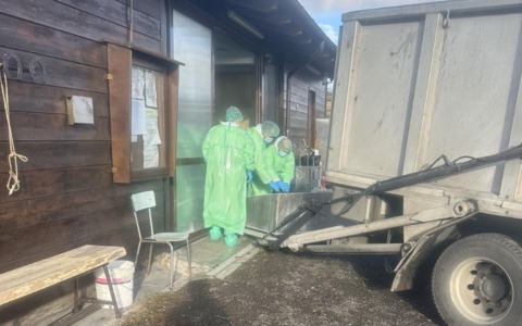 Le carcasse di due cinghiali trovate positive alla febbre suina