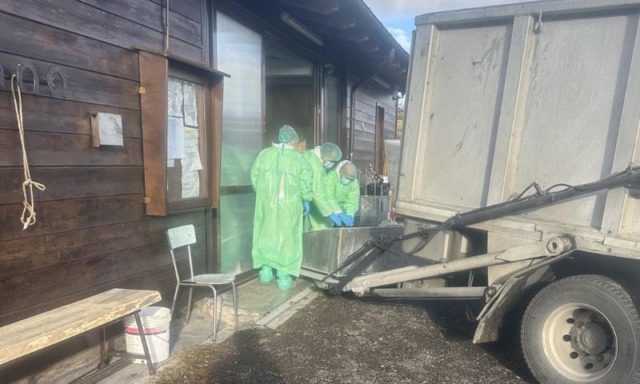 Le carcasse di due cinghiali trovate positive alla febbre suina