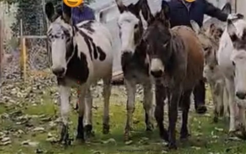 Salvati sei asinelli che dovevano diventare scatolette per animali