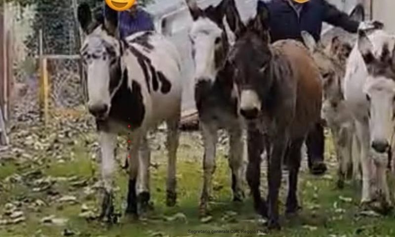 Salvati sei asinelli che dovevano diventare scatolette per animali