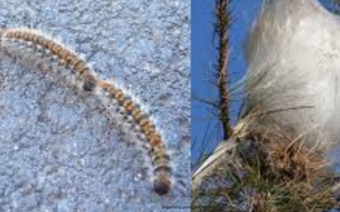 La processionaria del pino fa paura