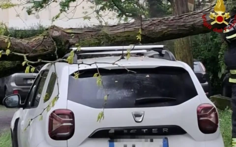 Albero si schianta contro auto in sosta