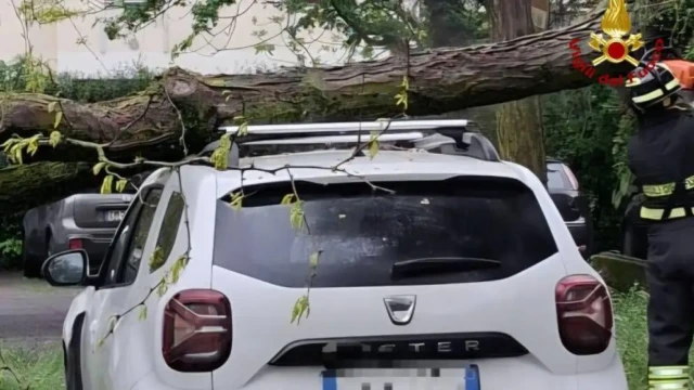 Albero si schianta contro auto in sosta
