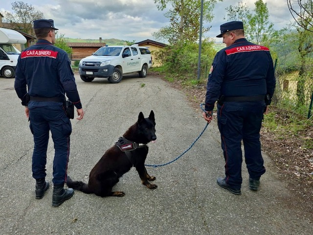Esche avvelenate nel parcheggio